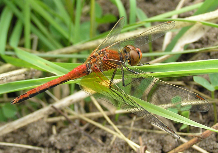 Gefleckte Heidelibelle, Sympetrum flaveolum